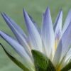 Blauer Lotus 4% Extrakt – Bild 2